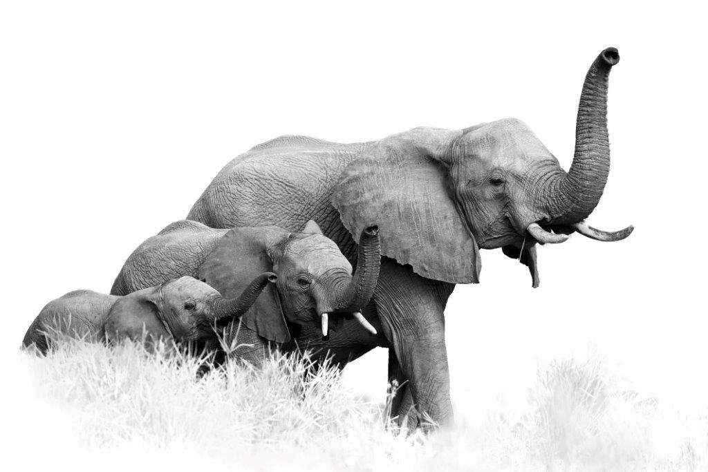 AS107 Wall décor art photographic on canvas wildlife elephant and 2 calves black & white